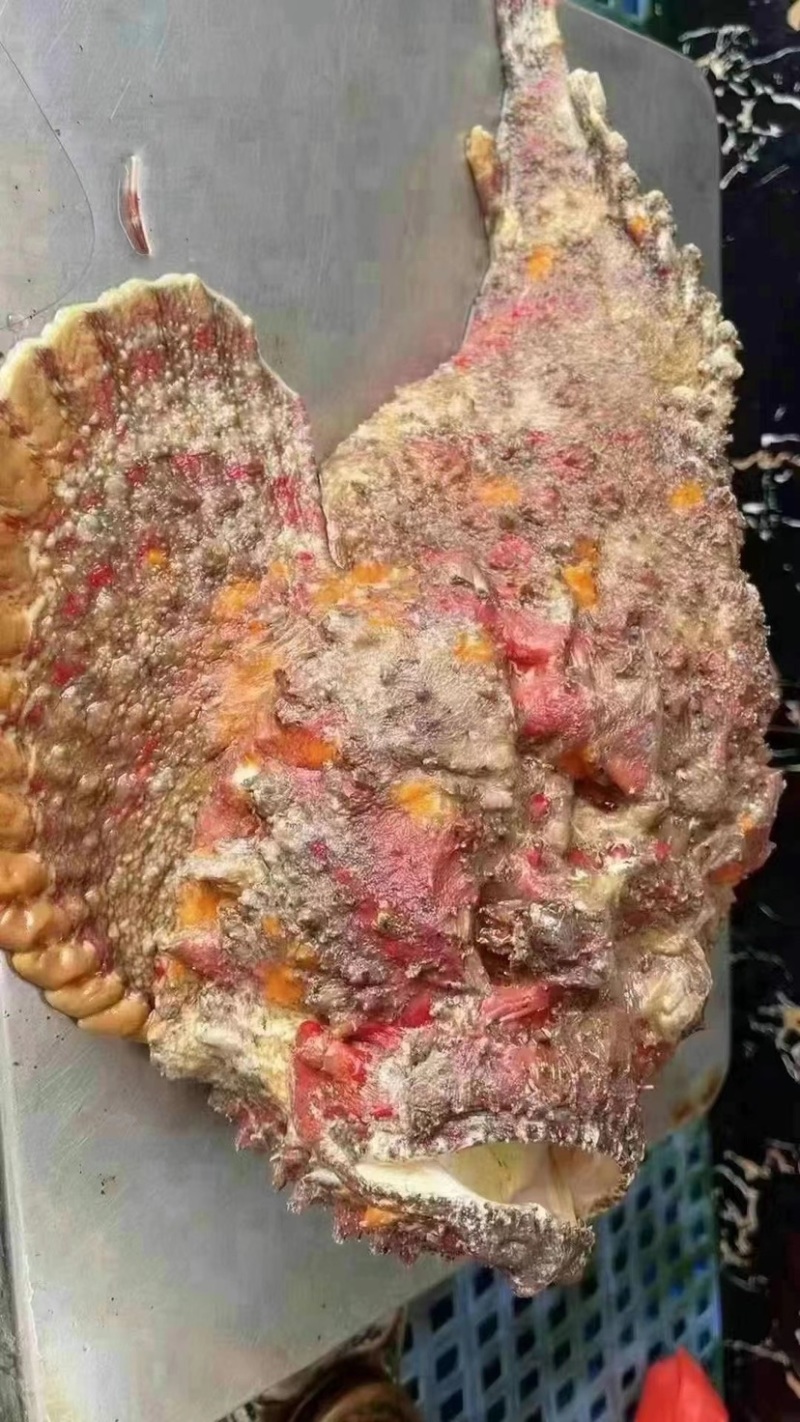 西沙石头鱼鲜活活鱼放血肉质鲜嫩多汁处理内脏鱼刺真空包装！