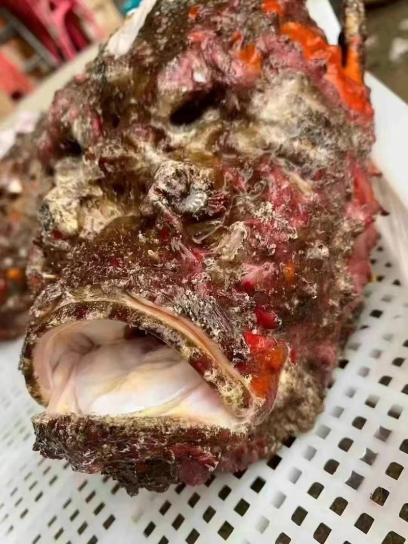 西沙石头鱼鲜活活鱼放血肉质鲜嫩多汁处理内脏鱼刺真空包装！
