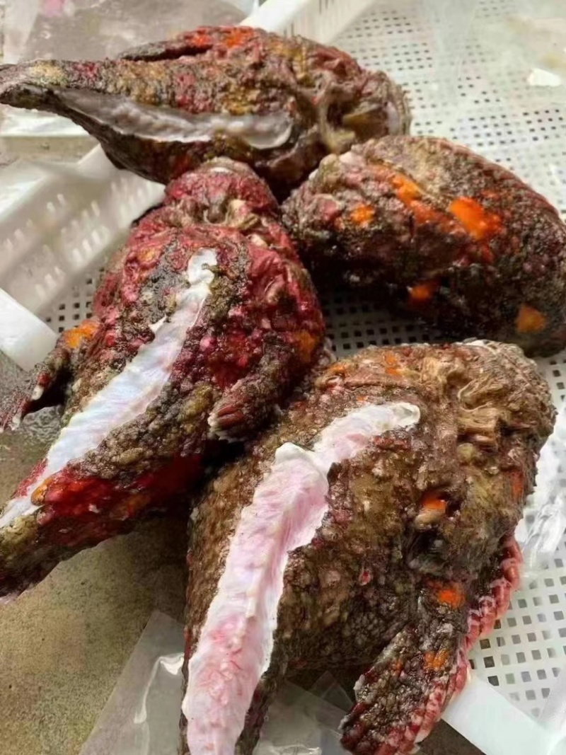 西沙石头鱼鲜活活鱼放血肉质鲜嫩多汁处理内脏鱼刺真空包装！