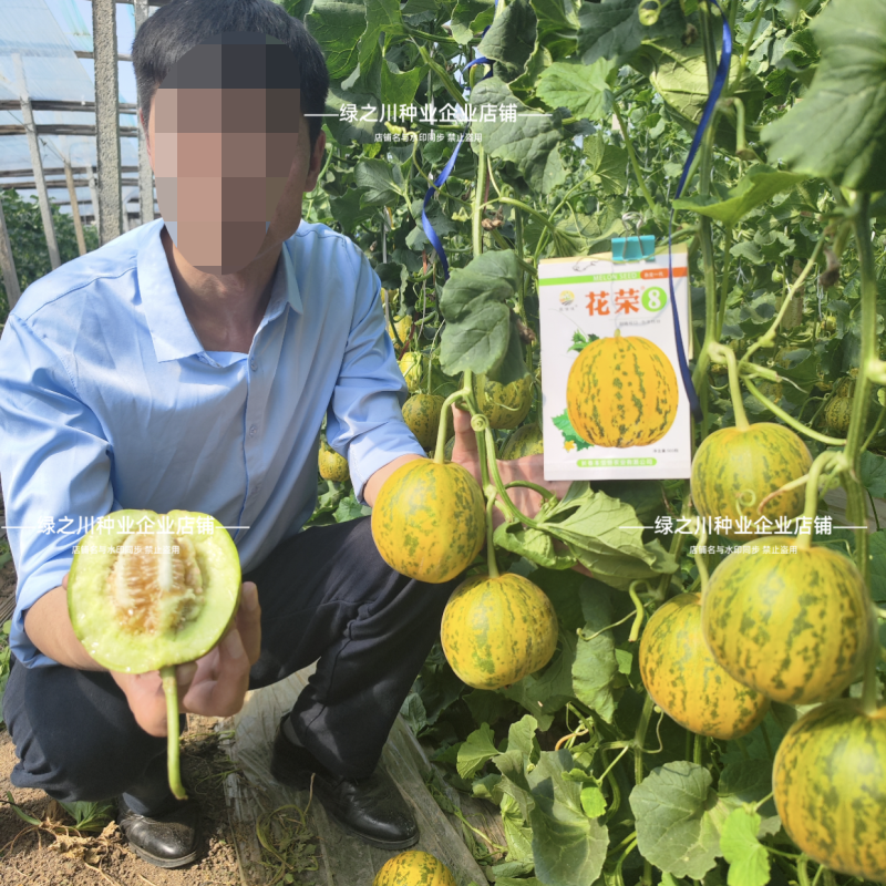 丰信恒花荣8号甜瓜种子特甜八里香甜瓜种子绿肉高糖香瓜种籽