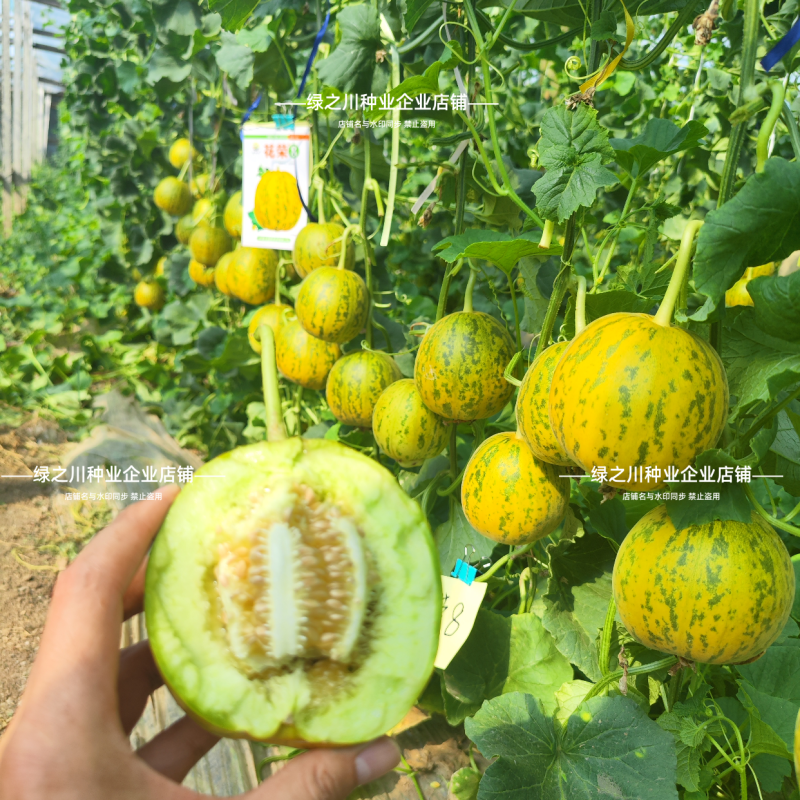 丰信恒花荣8号甜瓜种子特甜八里香甜瓜种子绿肉高糖香瓜种籽