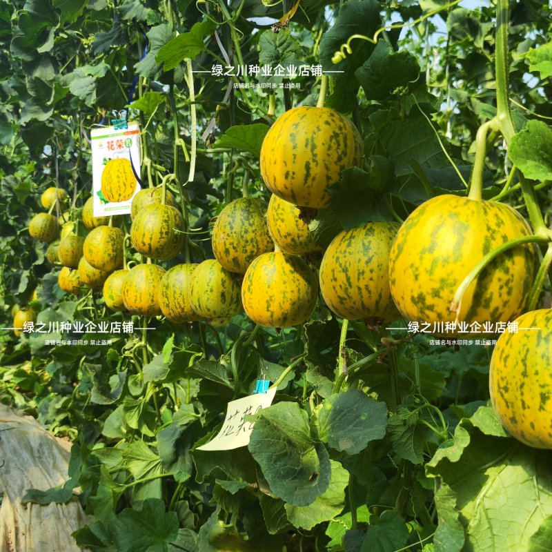 丰信恒花荣8号甜瓜种子特甜八里香甜瓜种子绿肉高糖香瓜种籽