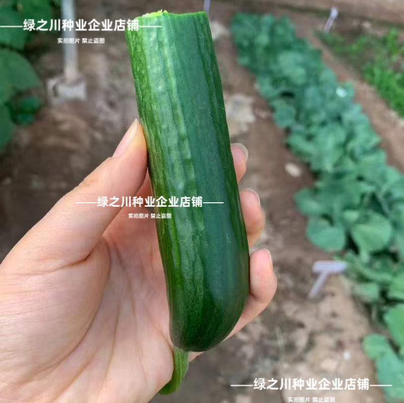 脆绿水果黄瓜种子脆甜清香全雌型光滑无刺荷兰小黄瓜种籽春秋