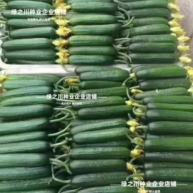 脆绿水果黄瓜种子脆甜清香全雌型光滑无刺荷兰小黄瓜种籽春秋