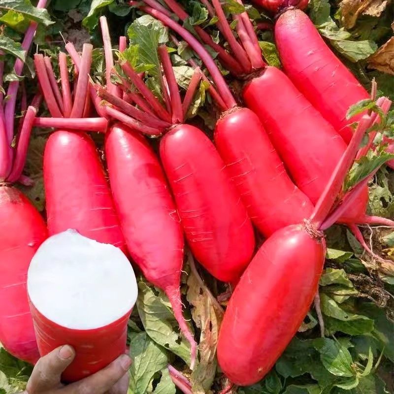 冈水萝卜种子不糠心红皮水果罗卜籽种四季盆栽菜种红蔬菜