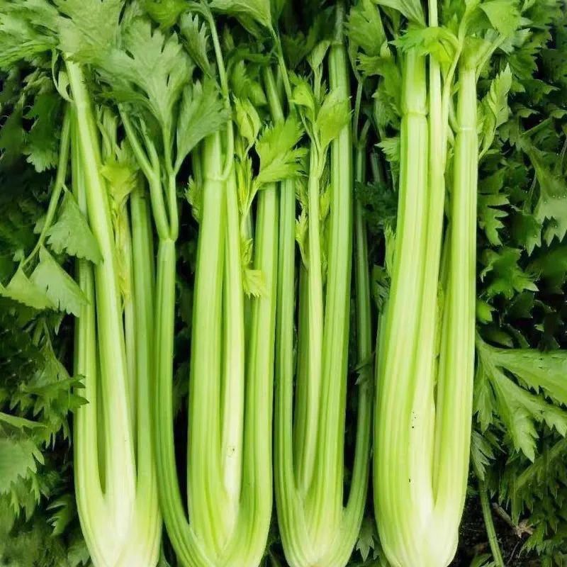 天津实心芹菜种子实心味浓香青菜种籽春季秋季夏季四季菜