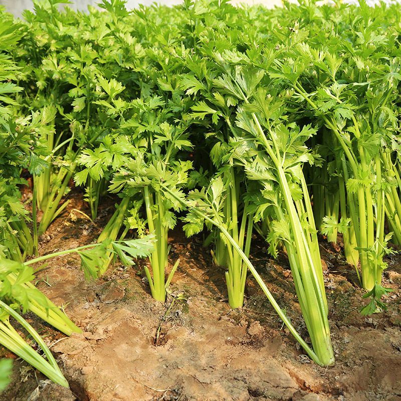 天津实心芹菜种子实心味浓香青菜种籽春季秋季夏季四季菜