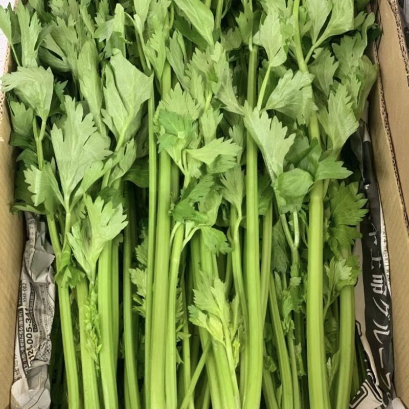 天津实心芹菜种子实心味浓香青菜种籽春季秋季夏季四季菜