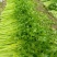 耕耘四季小香芹种子蔬菜种子早熟高产优质抗病性强50天