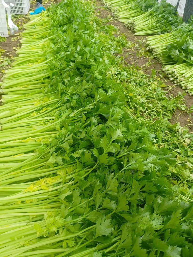 耕耘四季小香芹种子蔬菜种子早熟高产优质抗病性强50天