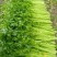 耕耘四季小香芹种子蔬菜种子早熟高产优质抗病性强50天