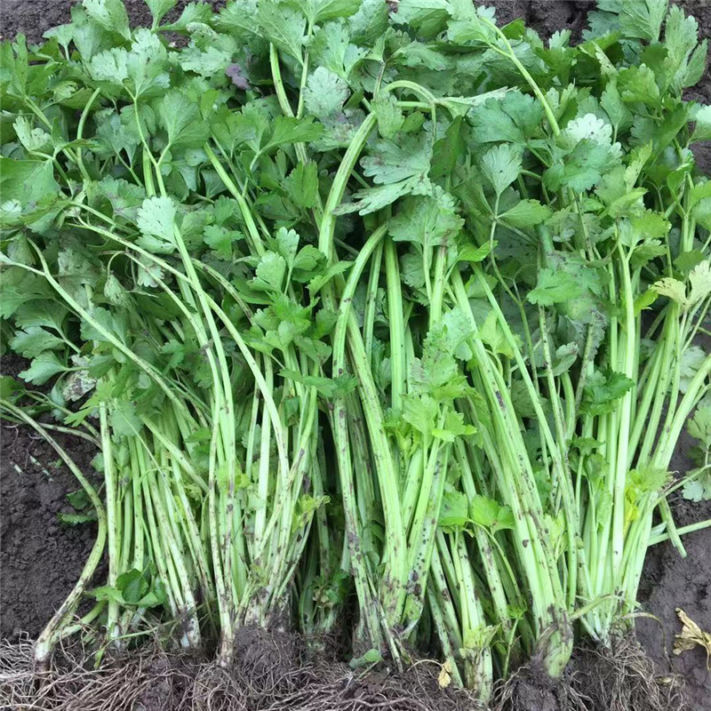 耕耘四季小香芹种子蔬菜种子早熟高产优质抗病性强50天