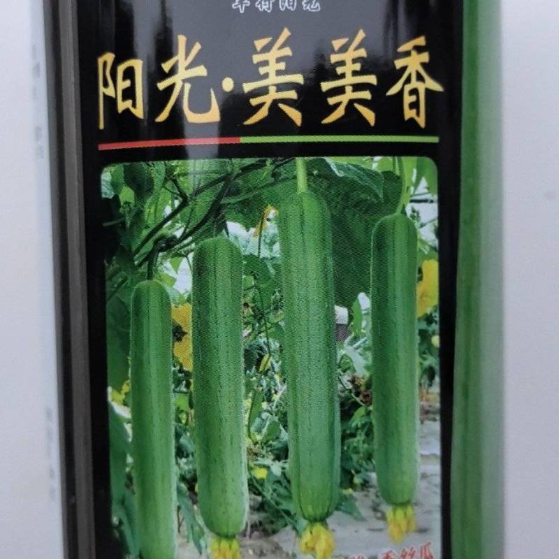 丝瓜种子阳光美美香早熟强雌中长棒硬翠绿顺直高产口感好