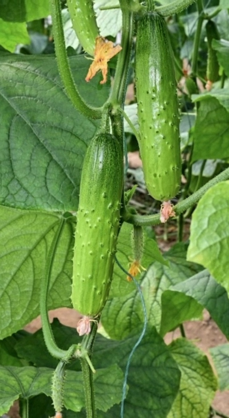 水果黄瓜种子绿美人强雌节节瓜早熟嫩绿油亮甜脆高产