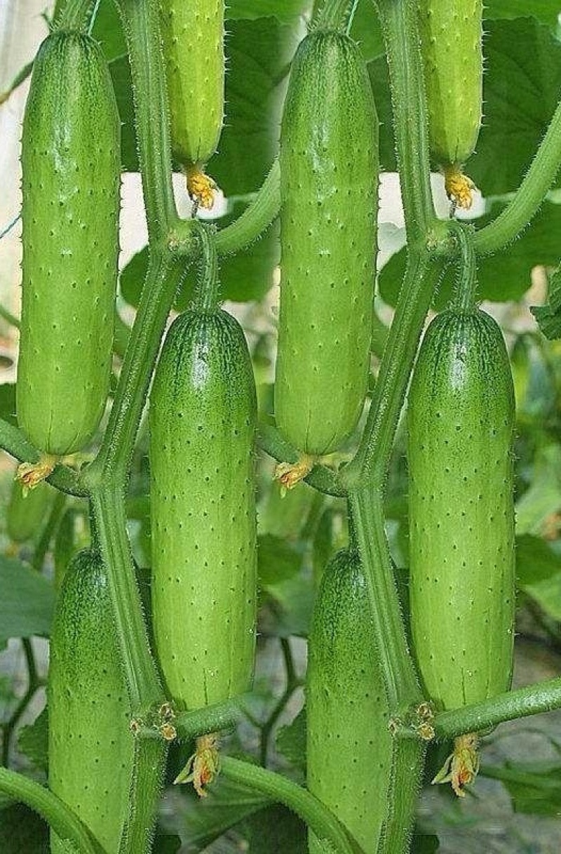水果黄瓜种子绿美人强雌节节瓜早熟嫩绿油亮甜脆高产