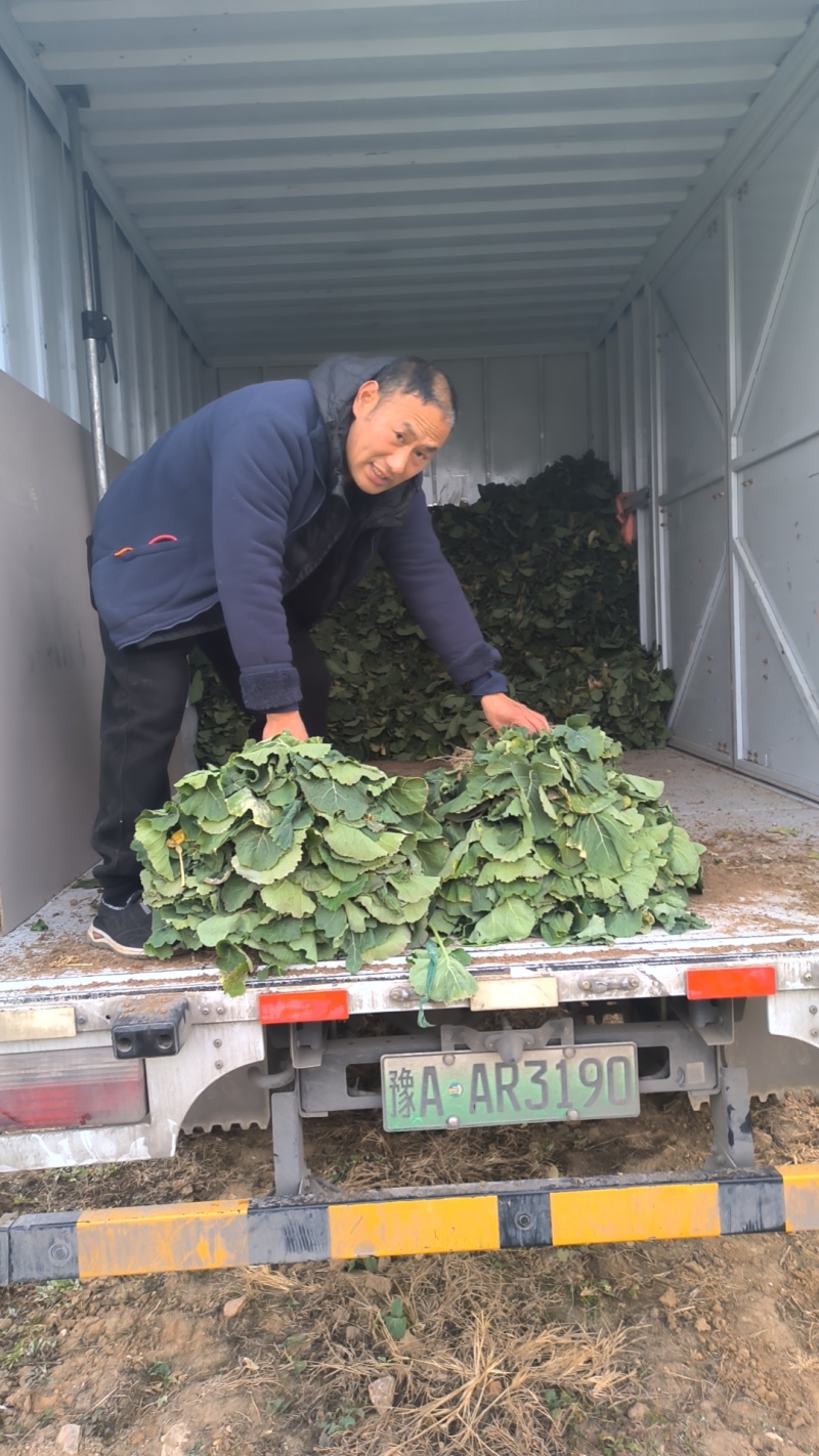 油菜苗，绿化工程油菜苗