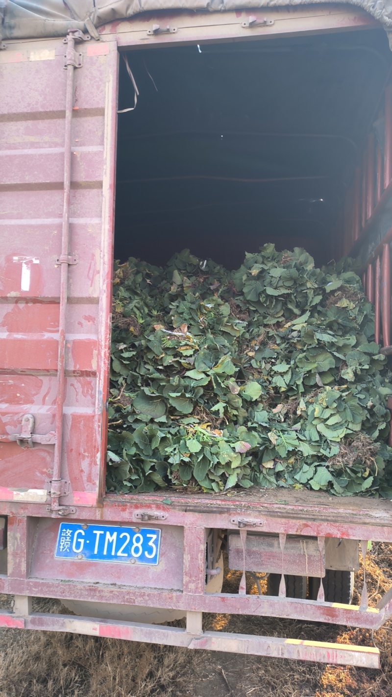 油菜苗，绿化工程油菜苗
