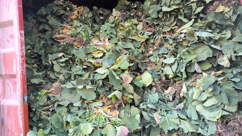 油菜苗，绿化工程油菜苗
