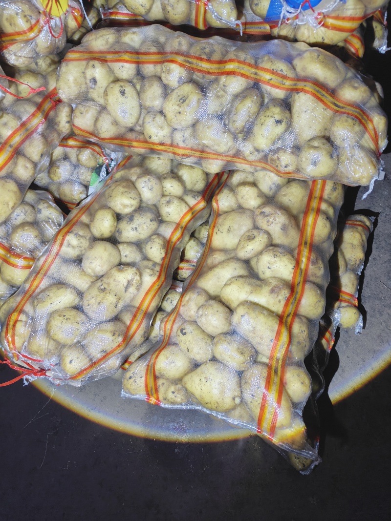 黄金薯，实验一，玖恩十一，甘引九，沃土，v7,尤金，荷兰