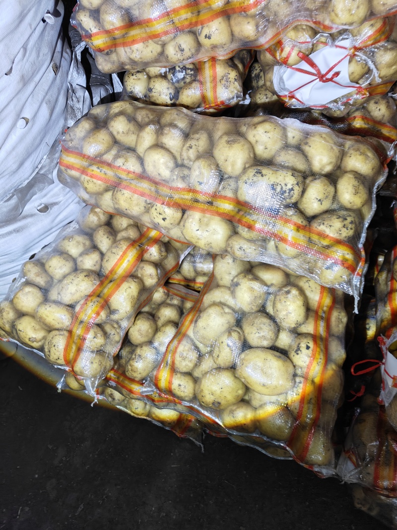 黄金薯，实验一，玖恩十一，甘引九，沃土，v7,尤金，荷兰