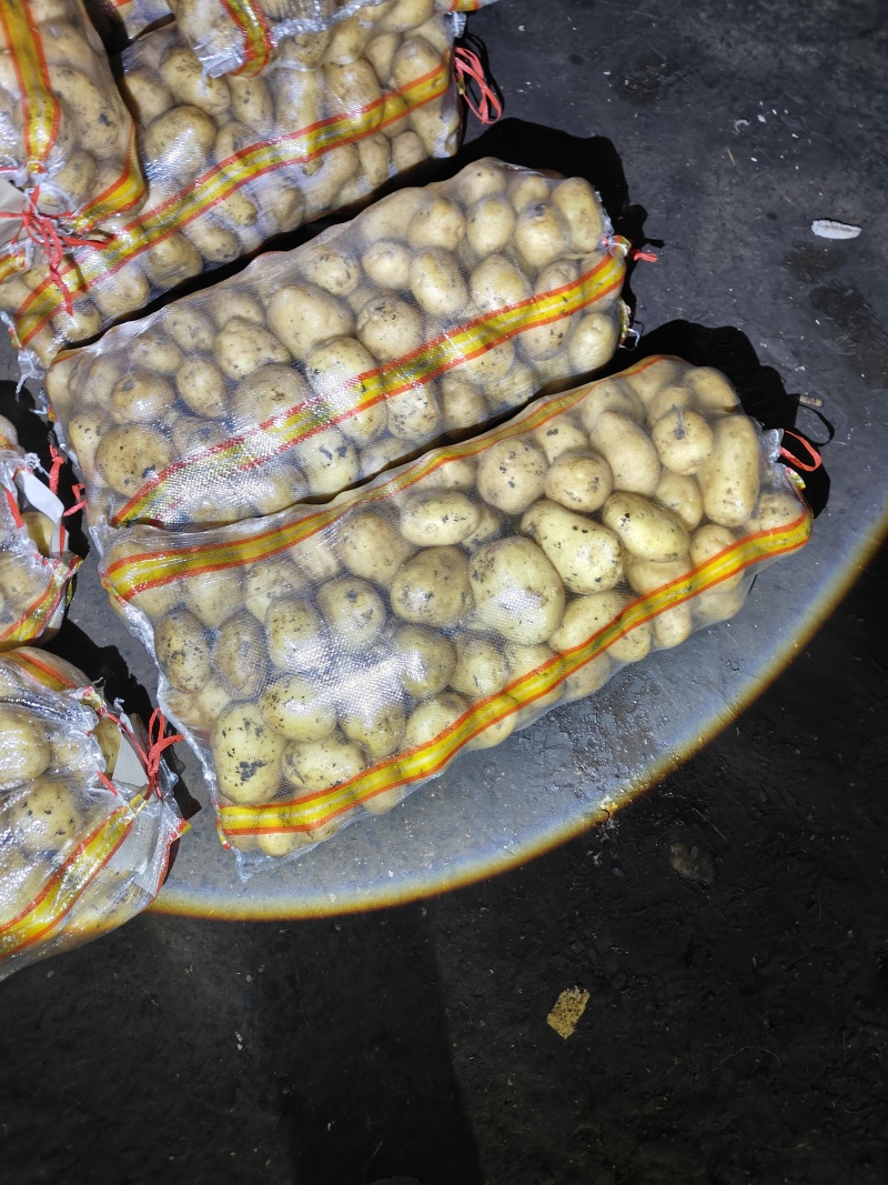 黄金薯，实验一，玖恩十一，甘引九，沃土，v7,尤金，荷兰