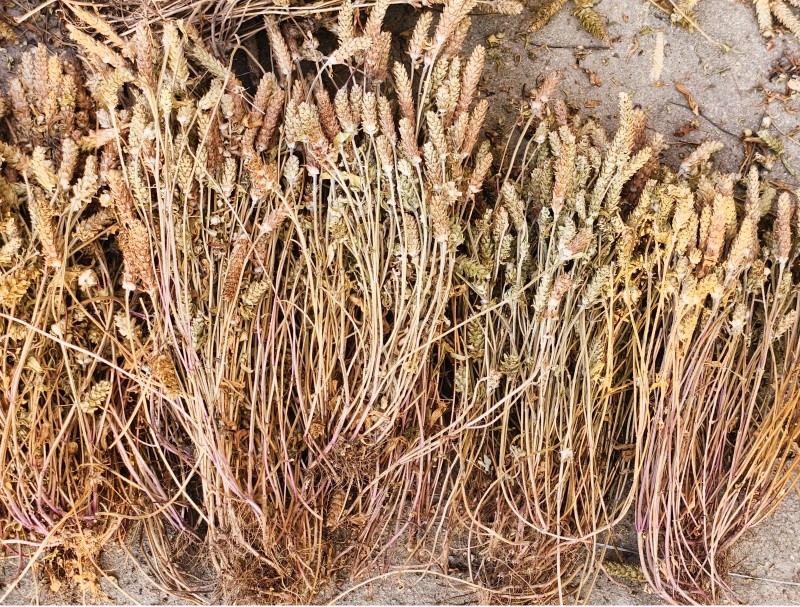超短杆，整株带根夏枯草