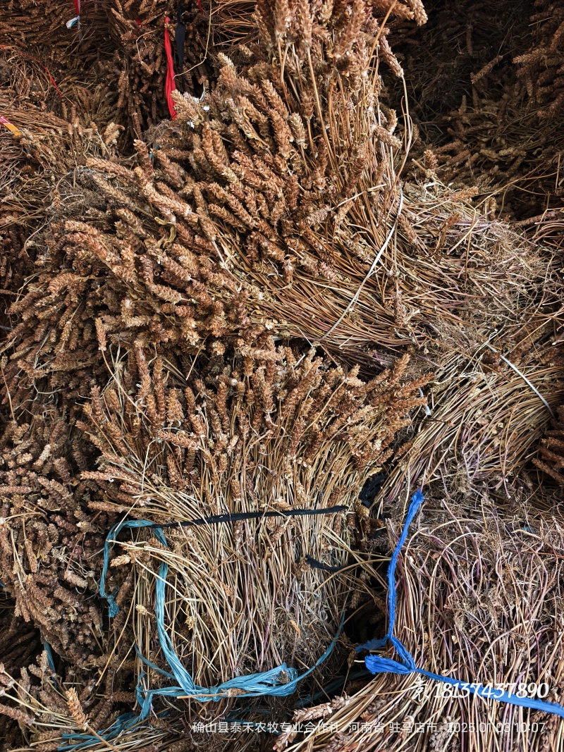 超短杆，整株带根夏枯草