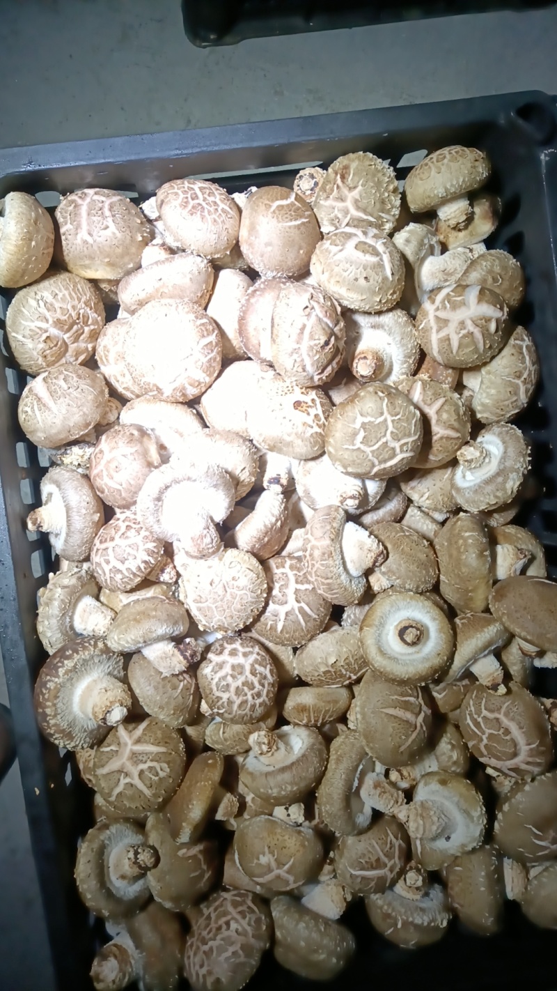 鲜香菇，大花菇，大白菇产地一手货源全国发货，质量保证