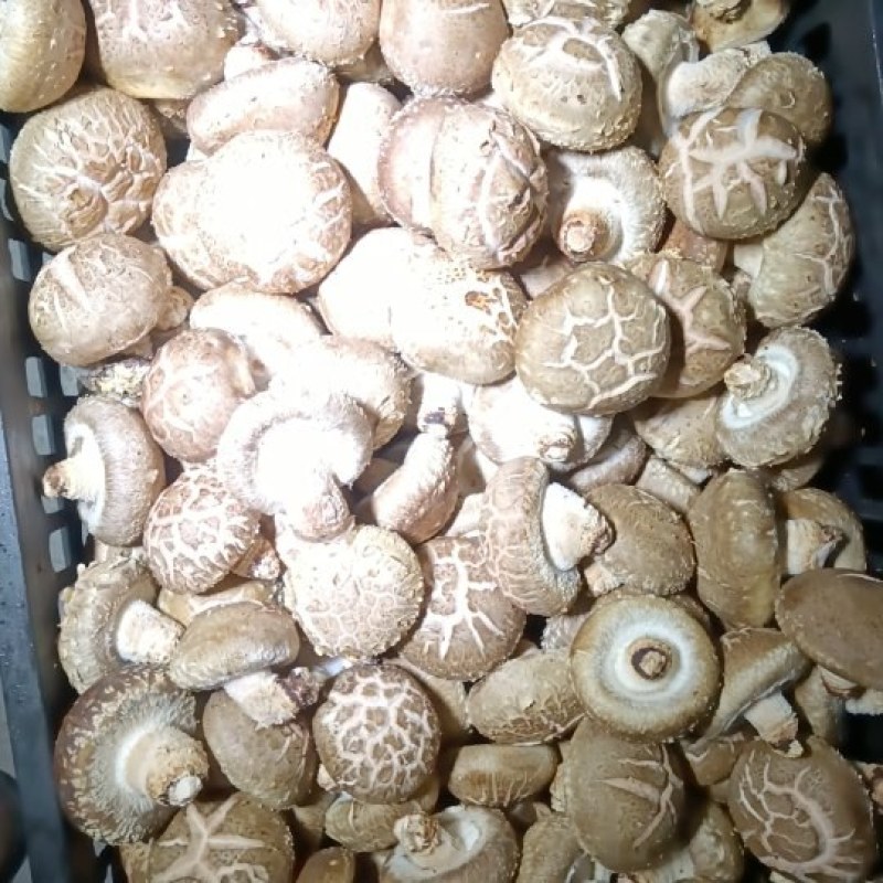 鲜香菇，大花菇，大白菇产地一手货源全国发货，质量保证
