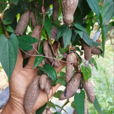 小叶紫玉淮山山药豆紫山药原种小叶品种零余子