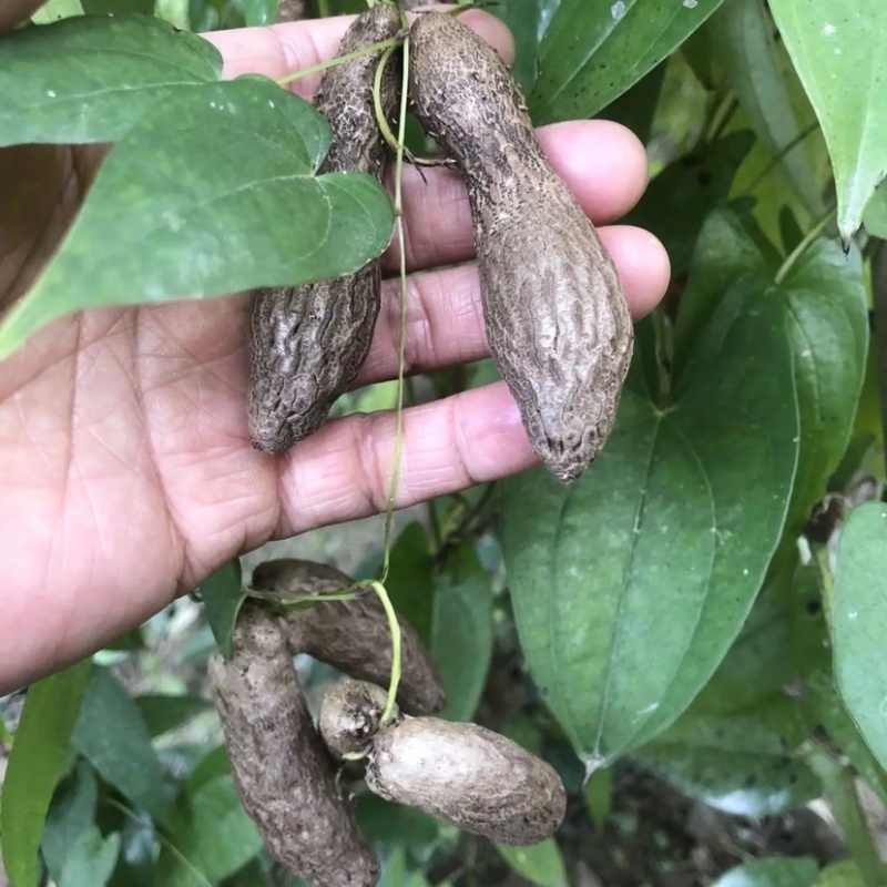 小叶紫玉淮山山药豆紫山药原种小叶品种零余子