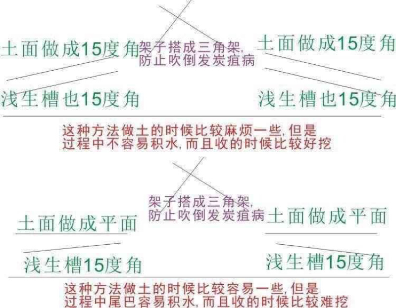 小叶紫玉淮山山药豆紫山药原种小叶品种零余子
