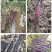 小叶紫玉淮山山药豆紫山药原种小叶品种零余子