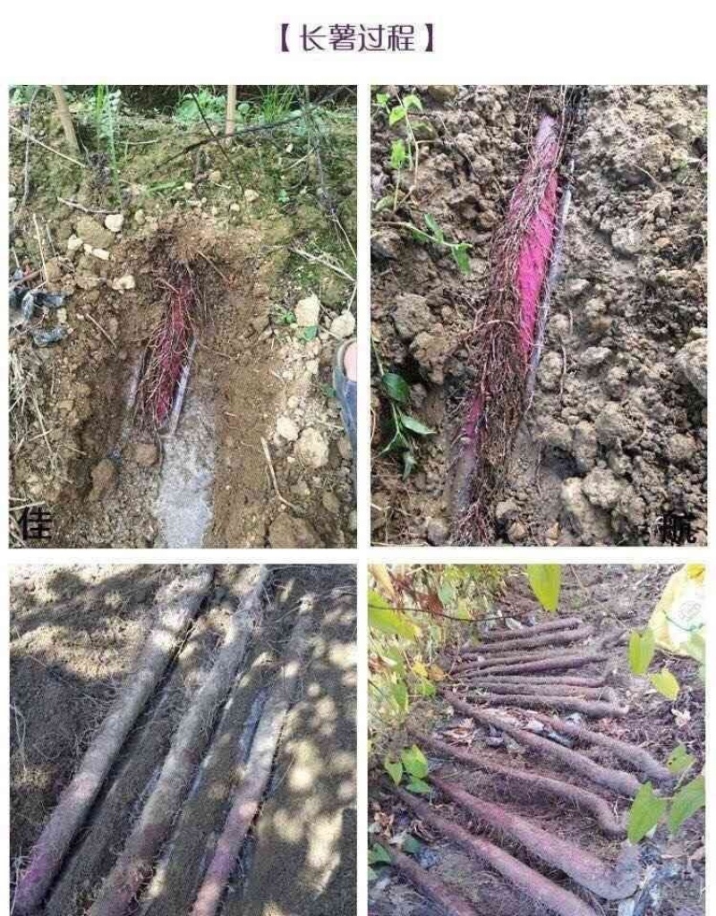 小叶紫玉淮山山药豆紫山药原种小叶品种零余子
