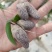 小叶紫玉淮山山药豆紫山药原种小叶品种零余子
