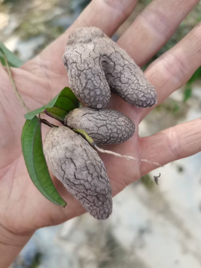 小叶紫玉淮山山药豆紫山药原种小叶品种零余子