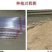 小叶紫玉淮山山药豆紫山药原种小叶品种零余子