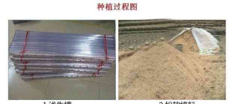 小叶紫玉淮山山药豆紫山药原种小叶品种零余子