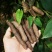 小叶紫玉淮山山药豆紫山药原种小叶品种零余子