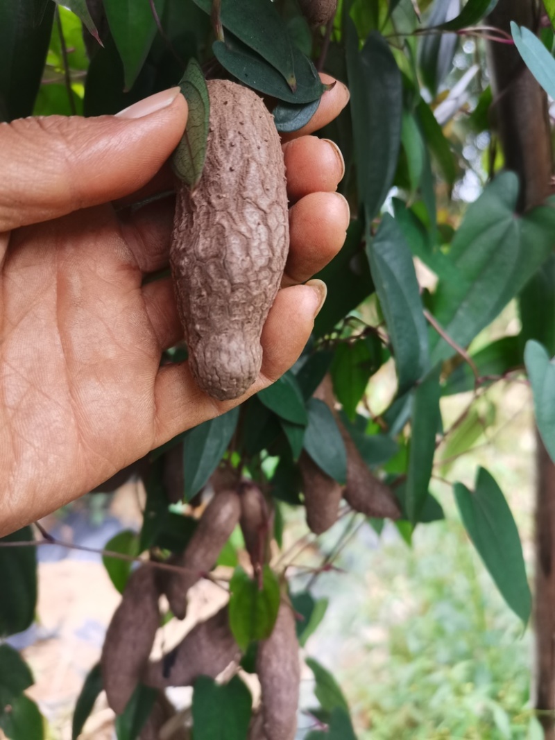 小叶紫玉淮山山药豆紫山药原种小叶品种零余子