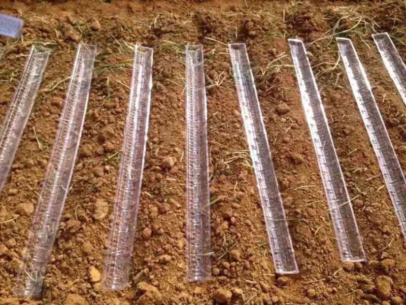 小叶紫玉淮山山药豆紫山药原种小叶品种零余子