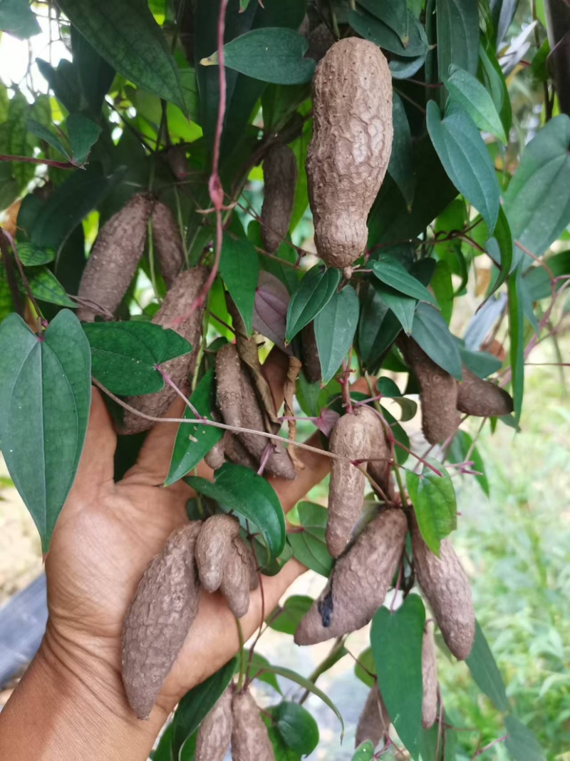 小叶紫玉淮山山药豆紫山药原种小叶品种零余子