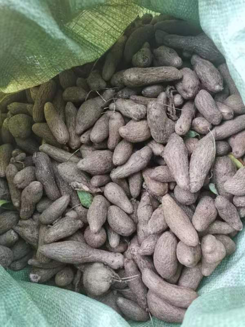 小叶紫玉淮山山药豆紫山药原种小叶品种零余子