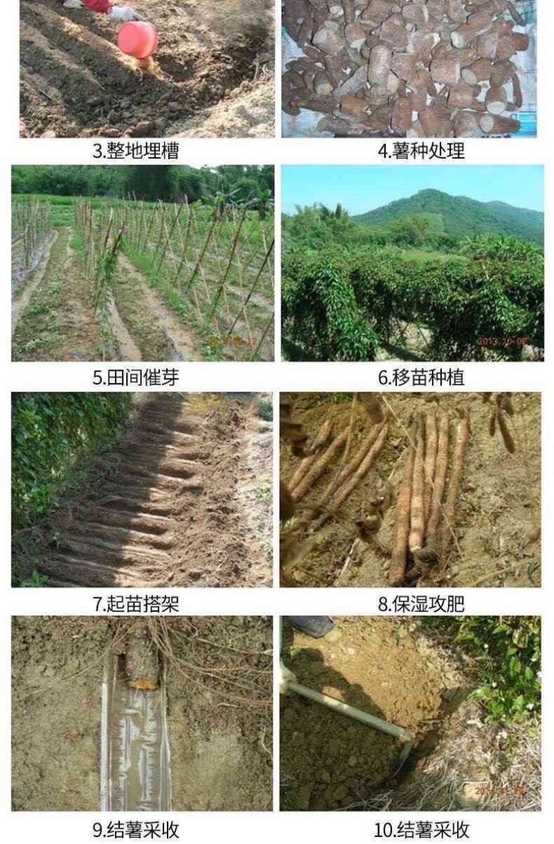 小叶紫玉淮山山药豆紫山药原种小叶品种零余子