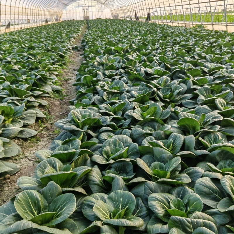 小青菜杭白菜广东菜心介兰太湖菜供各大电商超市食堂或档口