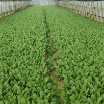小青菜杭白菜广东菜心介兰太湖菜供各大电商超市食堂或档口