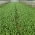 小青菜杭白菜广东菜心介兰太湖菜供各大电商超市食堂或档口