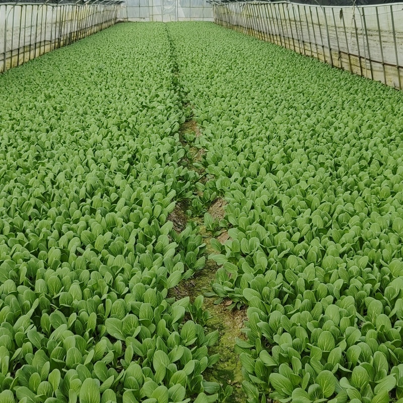 小青菜杭白菜广东菜心介兰太湖菜供各大电商超市食堂或档口