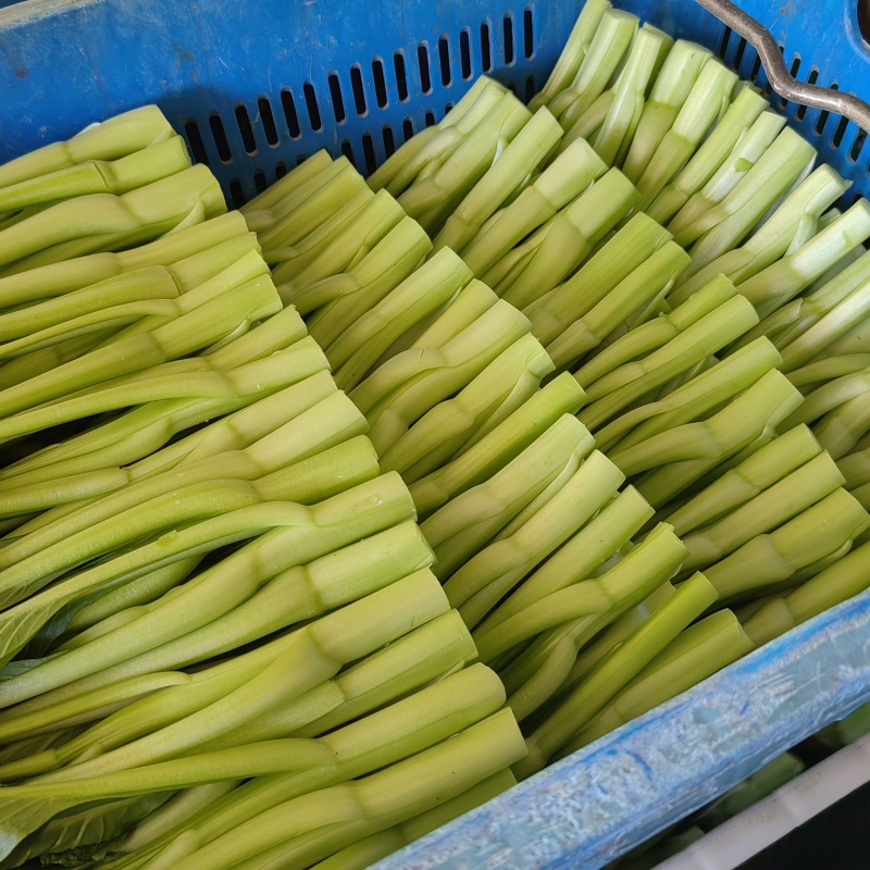 小青菜杭白菜广东菜心介兰太湖菜供各大电商超市食堂或档口