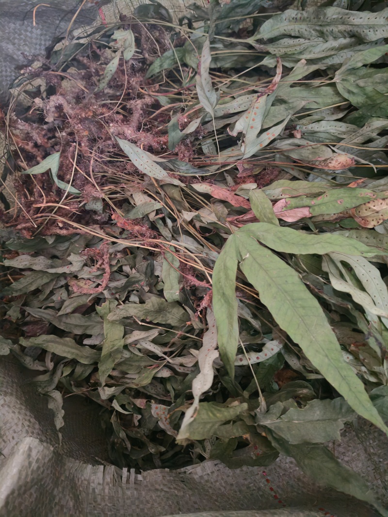 金鸡脚需要的下单